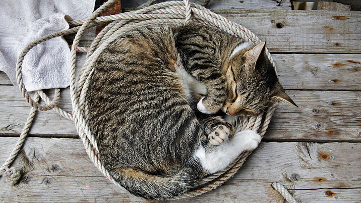 brown tabby cat, ropes, wooden surface, animals, sleeping, photography, HD wallpaper