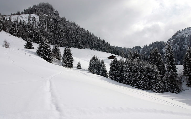 black and white fur textile, landscape, snow, tree, cold temperature