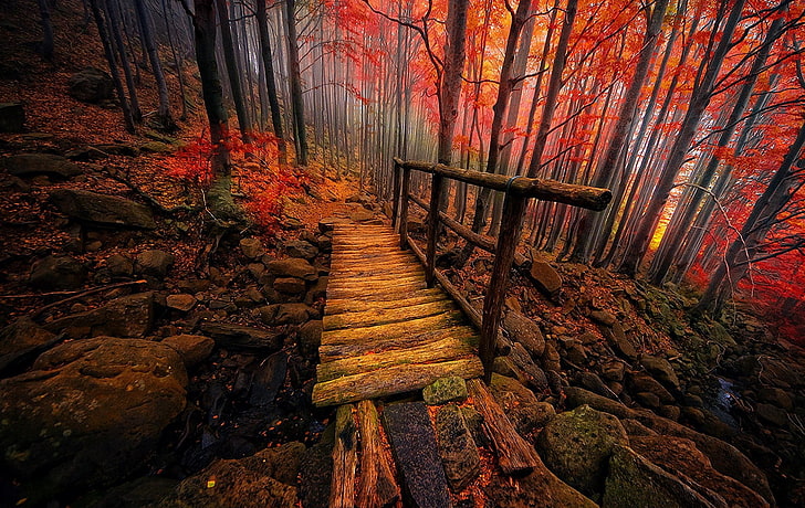 brown log bridge, wooden bridge between trees, nature, landscape, HD wallpaper