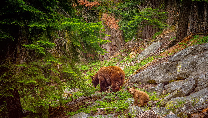 Bears, Animal, Brown Bear, Cub, Forest, Sequoia National Park, HD wallpaper