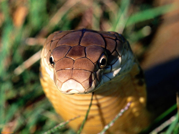 cobra, GD, predator, reptile, snake, snakes, animal wildlife