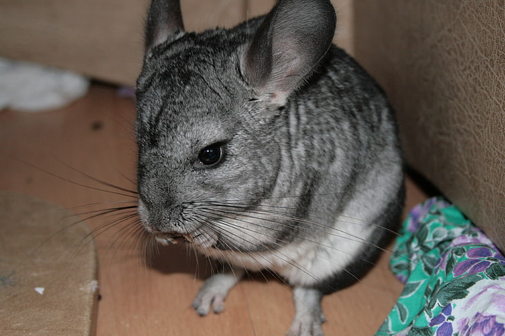 gray and white rodent, chinchilla, beautiful, legs, animal, pets