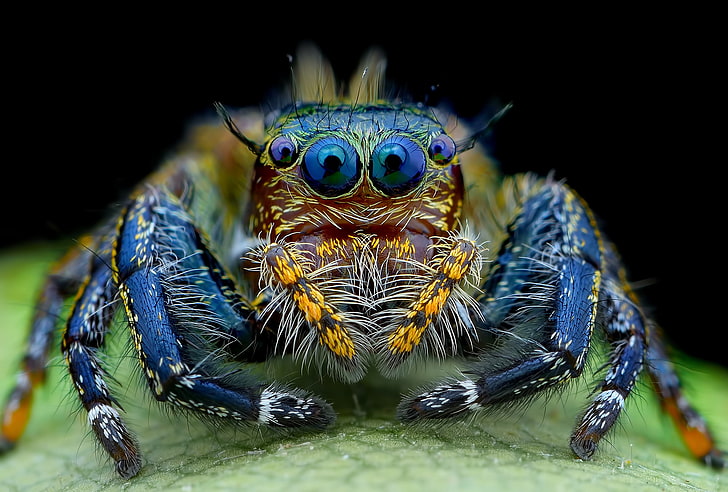 blue tarantula, eyes, spider, hairy, look, jumper, animal themes