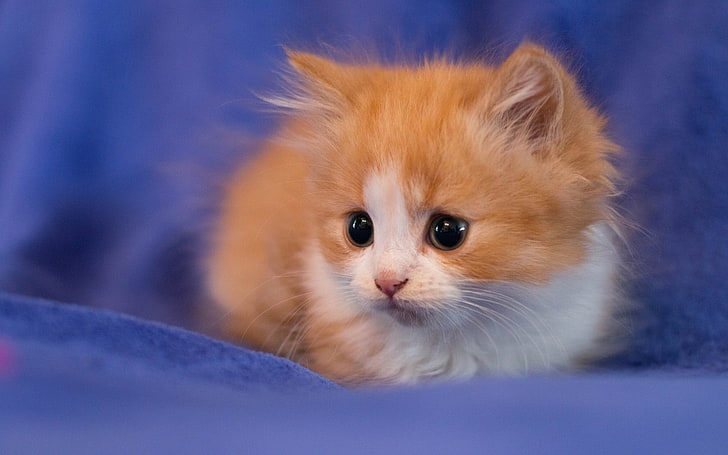 orange tabby kitten, cat, animals, one animal, mammal, animal themes