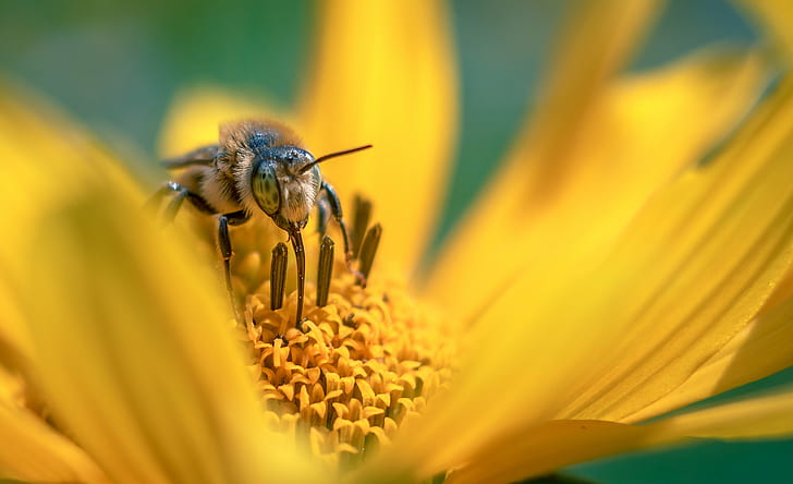 macro photo of a honey bee on yellow flower, Big eyes, Carl  Zeiss  Jena, HD wallpaper
