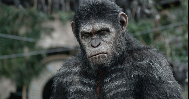 monkey, Caesar, chimpanzees, Planet of the apes: the Revolution, HD wallpaper