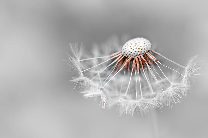 swallow photography of white flower, le, vent, dandelion, couleur, HD wallpaper