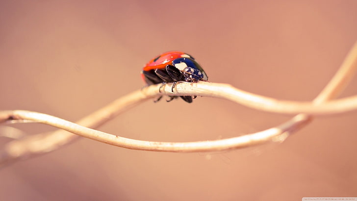 red and blue fish lure, closeup, ladybugs, animals, insect, macro, HD wallpaper