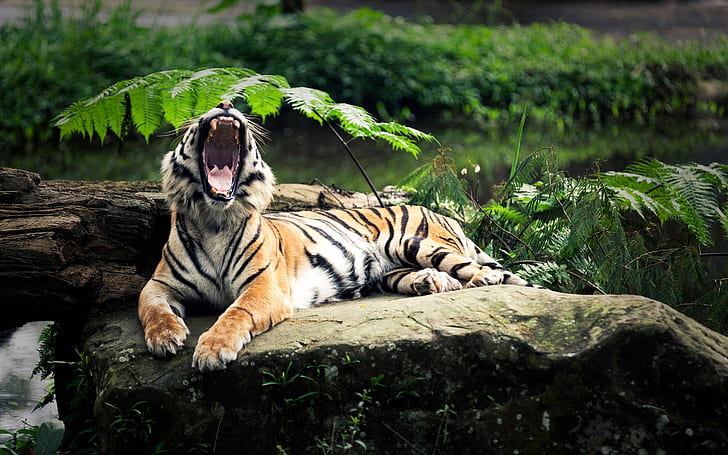 The tiger's roar, HD wallpaper