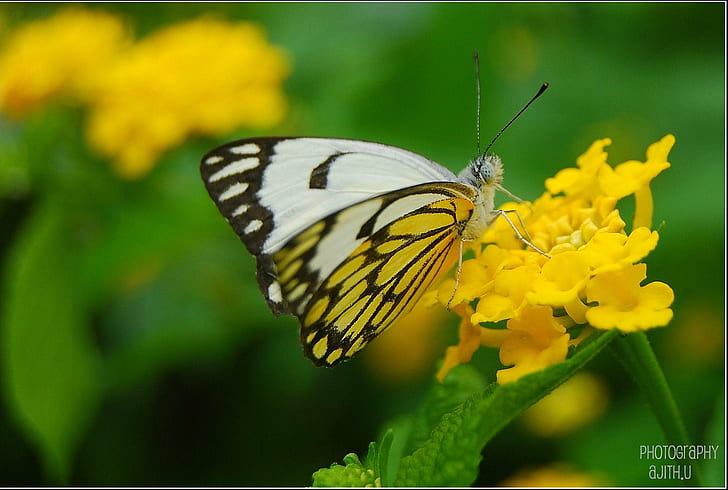 selective photography of yellow and white butterfly on yellow petaled flower, caper white, caper white, HD wallpaper