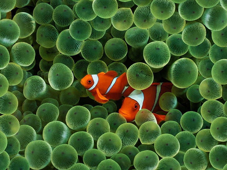 two clown fishes, sea, water, Finding Nemo, animals, clownfish, HD wallpaper