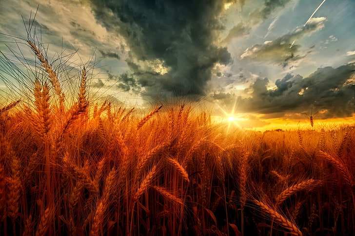 wheat field, nature, landscape, sunset, clouds, yellow, orange, HD wallpaper