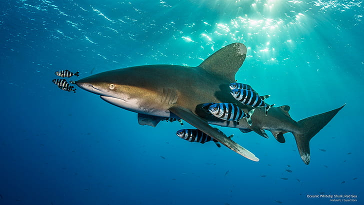 Oceanic Whitetip Shark, Red Sea, Ocean Life, HD wallpaper