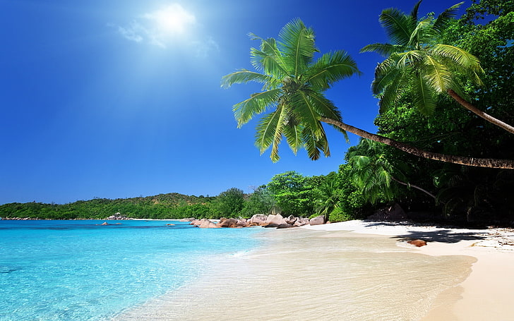 coconut trees, beach, sand, palm trees, tropical, sea, summer, HD wallpaper