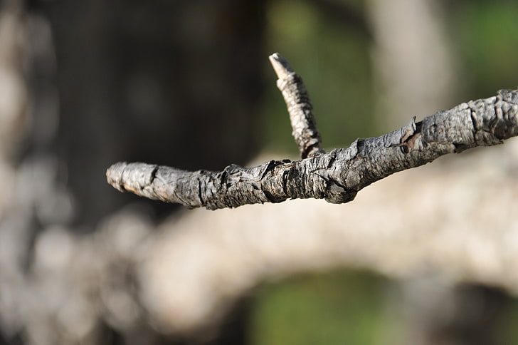 wood, branch, tree, plant, day, focus on foreground, nature