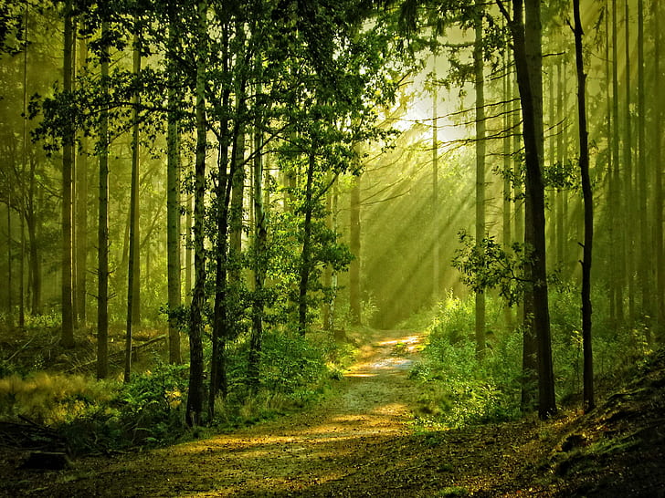 Sunny Forest, lovely, rays, nice, leaves, grass, greenery, beautiful, HD wallpaper