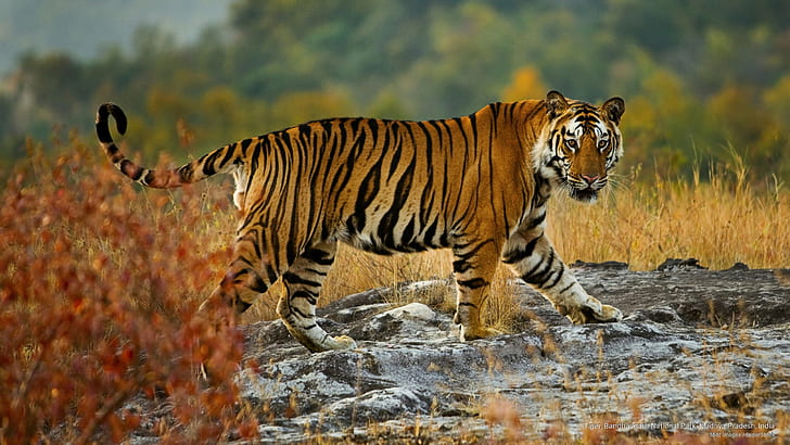 HD wallpaper: Tiger, Bandhavgarh National Park, Madhya Pradesh, India,  Animals | Wallpaper Flare