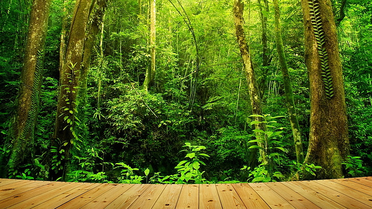 wild, dense, deep, tropic, tropical rainforest, uncultivated, HD wallpaper