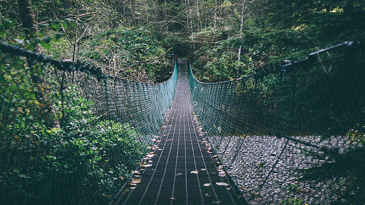 hanging bridge, forest, the way forward, plant, tree, direction, HD wallpaper