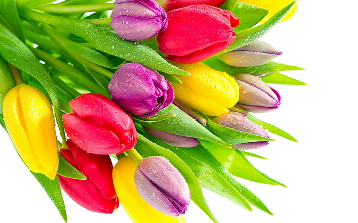 Tulip flowers with water droplets, red yellow purple flowers, purple, yellow, and pink tulips