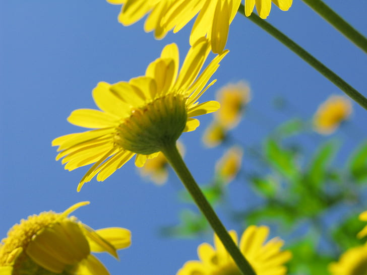 close-up photo of yellow daisies, 花, はな, G7, flower, hi-res, HD wallpaper