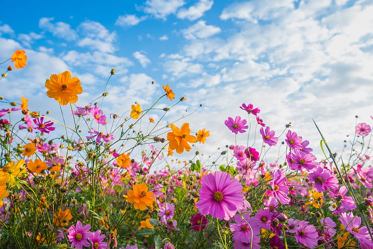 field, summer, the sky, the sun, flowers, colorful, meadow, HD wallpaper