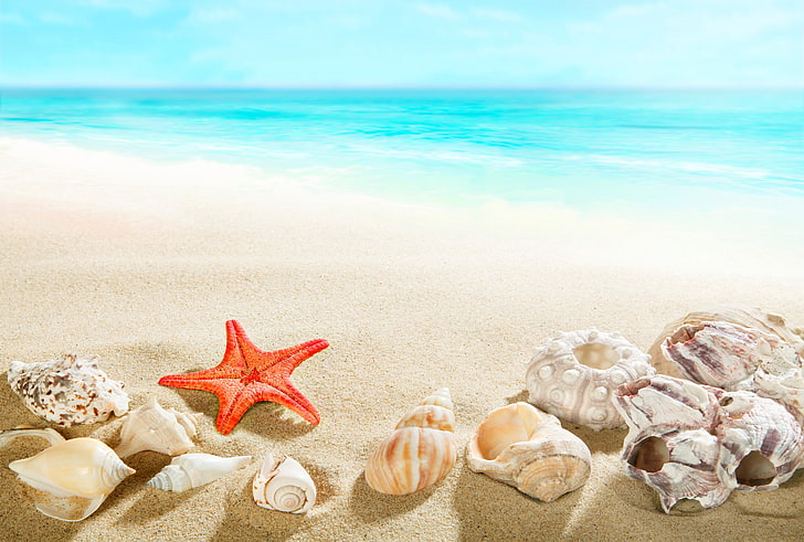HD wallpaper: assorted sea shells, sand, beach, shore, summer, blue,  paradise | Wallpaper Flare