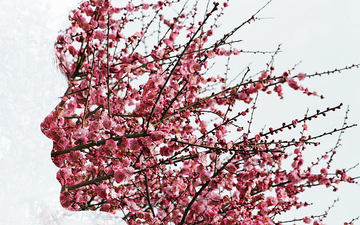 plants, silhouette, double exposure, profile, trees, sakura (tree), HD wallpaper