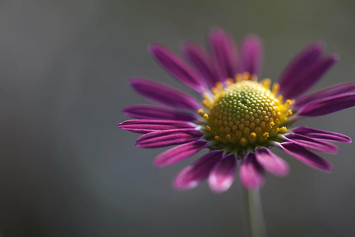 purple petaled flower in self-focus photography, daisy, daisy, HD wallpaper