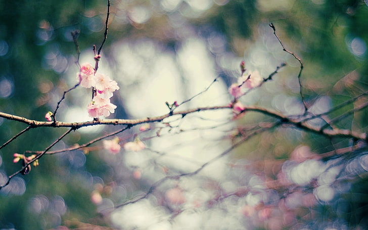pink flowers and brown branch, nature, depth of field, twigs, HD wallpaper