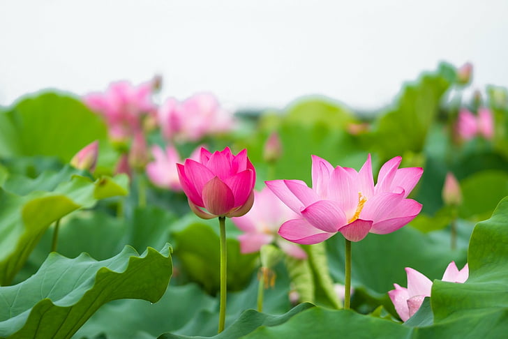 Download Rosea Plena Lotus Flower Wallpaper | Wallpapers.com
