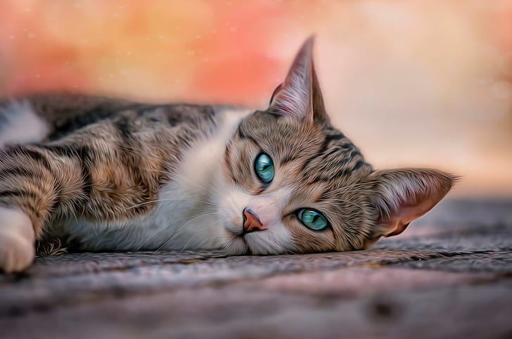 pets, cat, blue eyes,, brown and black tabby cat, cats, pose, HD wallpaper