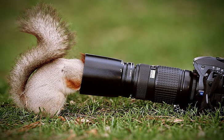 squirrel, closeup, photography themes, camera - photographic equipment, HD wallpaper