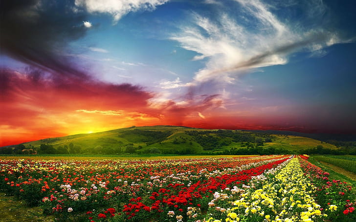 nature, sunset, sky, flowers, landscape, HD wallpaper