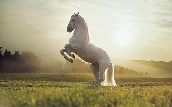 HD wallpaper: Beautiful White Horse, white horse | Wallpaper Flare