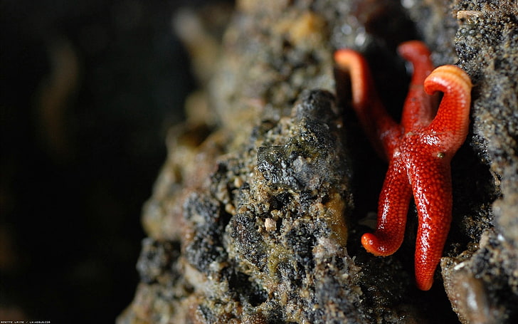 red starfish, fault, focus, pet, animal themes, one animal, animals in the wild, HD wallpaper