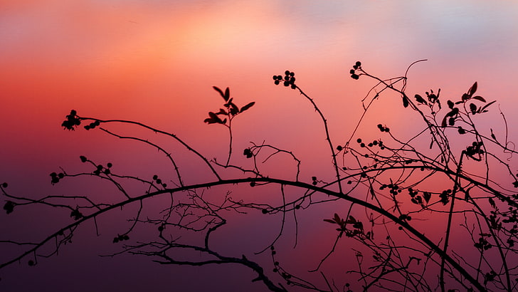 pink sky, branch, silhouette, twig, photography, evening, afterglow