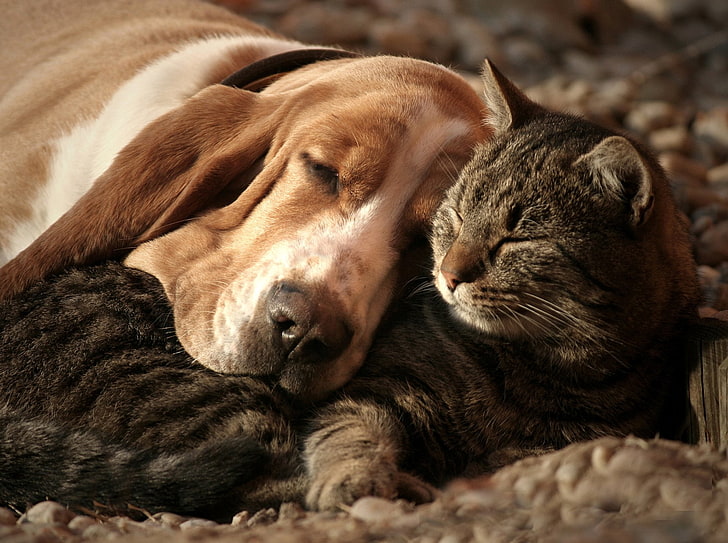 Animal, Cat & Dog, Basset Hound, Cute, Sleeping, HD wallpaper