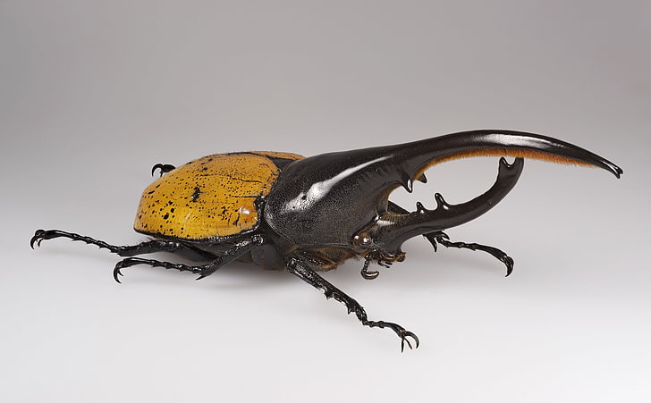 Hercules Beetle, Animals, Insects, Museum, Macro, Species, Male, HD wallpaper