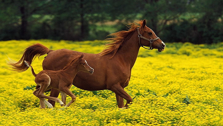 brown horse and foal, stallion, family, flying, grass, running