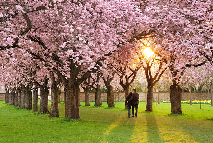 pink leafed trees, mood, spring, petals, Sakura, pair, love, alley, HD wallpaper