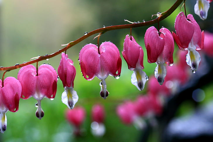 depth of field photography of pink petaled flowers with water droplets, bleeding hearts, bleeding hearts