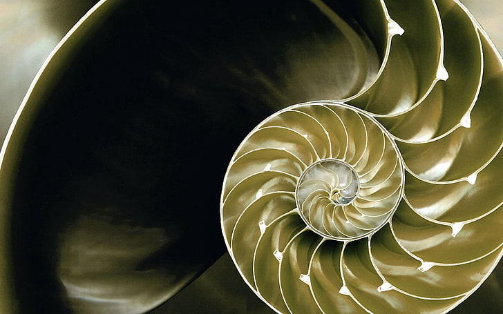 gold-colored conch shell, spiral, background, plexus, light, nautilus, HD wallpaper