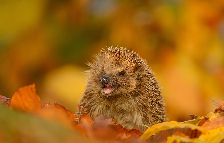 brown porcupine, hedgehog, foliage, autumn, funny, animal, wildlife, HD wallpaper