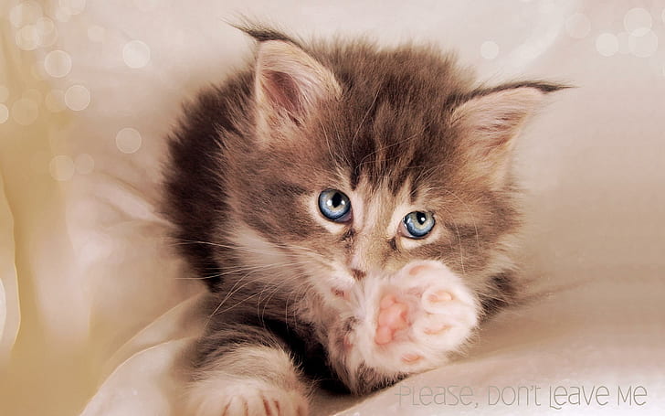 Please Dont Leave Me, blue, kitty, cute, eyes, animals, HD wallpaper
