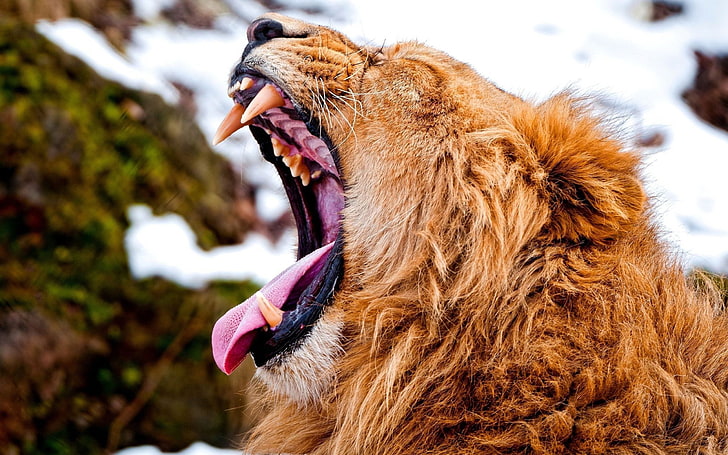 lion, yawning, animals, wildlife, animal themes, mammal, mouth open, HD wallpaper