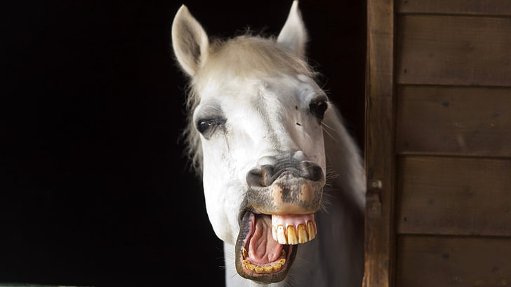 white horse, smile, teeth, jaw, mane, animal, animal Head, farm, HD wallpaper