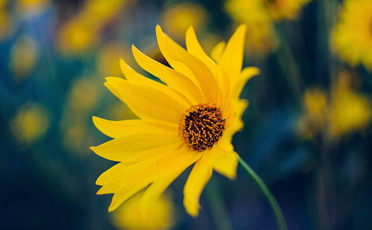 Beautiful Yellow Flower, yellow petaled flower, Nature, Flowers, HD wallpaper
