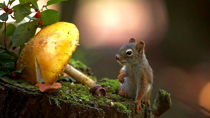 cute, mammal, mushroom, squirrel, wildlife, rodent, stump, mossy, HD wallpaper
