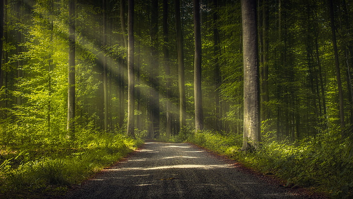 forest, nature, path, woodland, green, ecosystem, tree, road, HD wallpaper